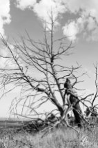 Harsh-on-trees-up-top-bw