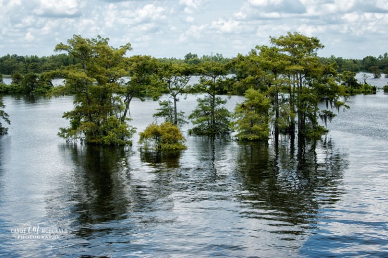Atchafalaya Basin swamp land