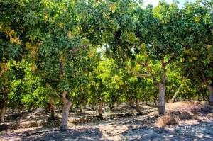 Grove of olive trees